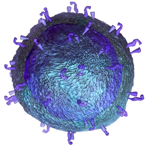 Biomedical Illustration Prints: 3D model of a T-cell, a key component of the immune system