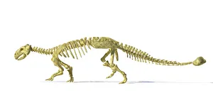 3D rendering of an Ankylosaurus dinosaur skeleton 3D rendering of an Ankylosaurus dinosaur skeleton