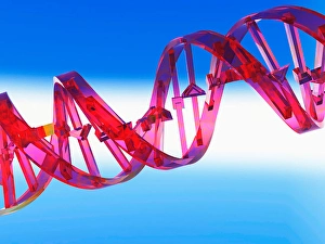 Molecular Biology Images Prints: 3D rendering of a DNA Strand