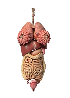 3D rendering of healthy female internal organs 3D rendering of healthy female internal organs
