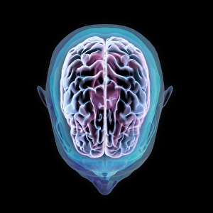 Central Nervous System Diagram Prints: 3D rendering of human head and brain with glow