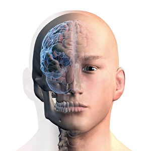 Human Nervous System Diagram Prints: 3D rendering of human head and brain on white background