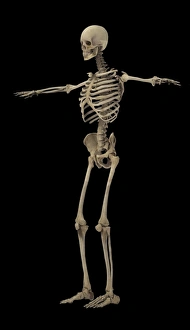 3D rendering of human skeletal system, side view 3D rendering of human skeletal system, side view