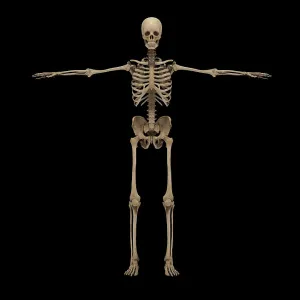 Anatomy Illustrations Prints: 3D rendering of human skeletal system, front view