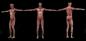 3D rendering of male muscular system at different angles 3D rendering of male muscular system at different angles