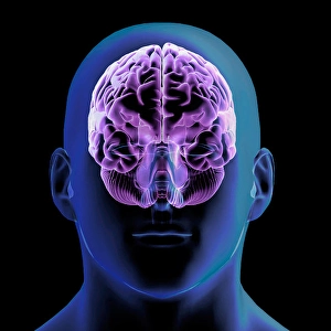 Biomedical Illustrations Of The Brain Prints: 3D rendering of man's head and glowing brain