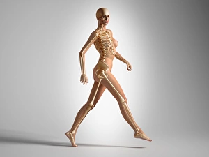 3D rendering of a naked woman walking, with skeletal bones superimposed 3D rendering of a naked woman walking, with skeletal bones superimposed