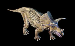 Animal Anatomy Illustration Prints: 3D rendering of Triceratops with skeleton in ghost effect