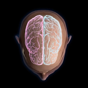 Biomedical Illustrations Of The Brain Prints: 3D rendering of top view of human head and brain on black background
