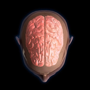 Biomedical Illustrations Of The Brain Prints: 3D rendering of top view of human head and brain on black background