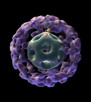 3D structure of pyruvate dehydrogenase complex 3D structure of pyruvate dehydrogenase complex