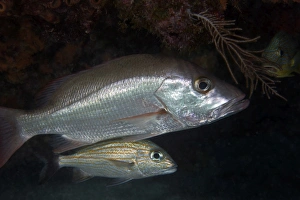 An adult and juvenile White Grunt fish swimming off the coast of Key Largo, Florida An adult and juvenile White Grunt fish swimming off the coast of Key Largo, Florida