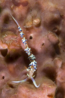 An Aeolid nudibranch on an orange sponge, Papua New Guinea An Aeolid nudibranch on an orange sponge, Papua New Guinea