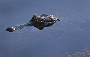 An alligator peeks its head up out of water in the Everglades National Park An alligator peeks its head up out of water in the Everglades National Park