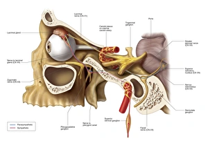 Anatomical pathways of innervation to the lacrimal gland Anatomical pathways of innervation to the lacrimal gland