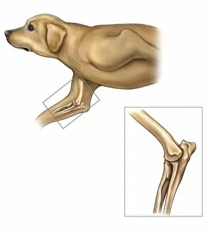 Anatomy of the dog elbow with lateral zoom