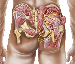Anatomy of the gluteal muscles in the human buttocks Anatomy of the gluteal muscles in the human buttocks