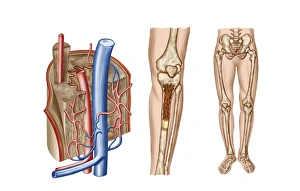 Human Body Artwork Prints: Anatomy of human bone marrow