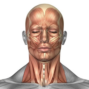 Anatomy of human face and neck muscles, front view Anatomy of human face and neck muscles, front view