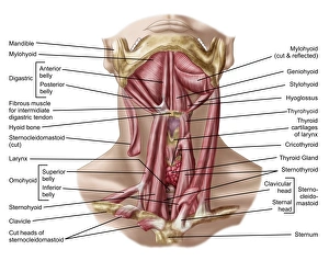 Anatomy of human hyoid bone and muscles, anterior view Anatomy of human hyoid bone and muscles, anterior view