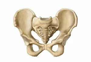 Anatomy of human pelvic bone For sale as Framed Prints, Photos