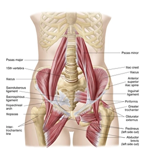 Anatomy of iliopsoa, also known as the dorsal hip muscles Anatomy of iliopsoa, also known as the dorsal hip muscles