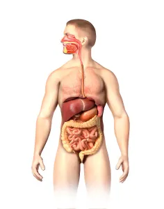 Male Digestive System Print