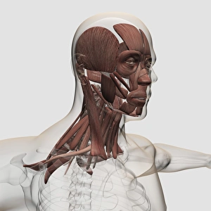Anatomy of male facial and neck muscles, front view Anatomy of male facial and neck muscles, front view