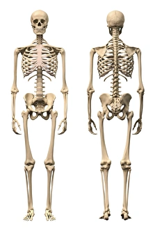 Anatomy of male human skeleton, front view and back view Anatomy of male human skeleton, front view and back view