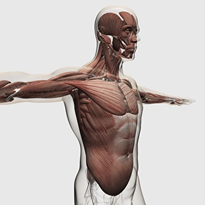 Anatomy of male muscles in upper body, side view Anatomy of male muscles in upper body, side view