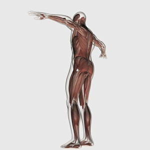 Anatomy of male muscular system, posterior view Anatomy of male muscular system, posterior view