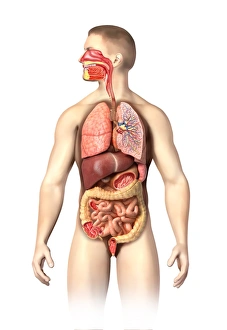 Anatomy of male respiratory system and internal organs Anatomy of male respiratory system and internal organs