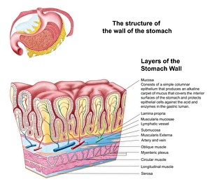 Anatomy of the structure and layers of the stomach wall Anatomy of the structure and layers of the stomach wall