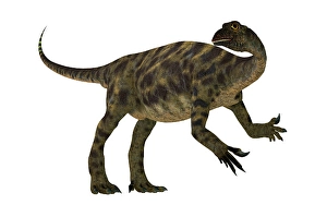 Bipedal Dinosaur Species Prints: Anchisaurus dinosaur, side view on white background