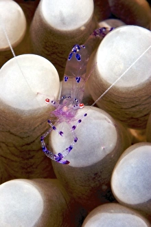 Anemone shrimp on its host, Papua New Guinea Anemone shrimp on its host, Papua New Guinea