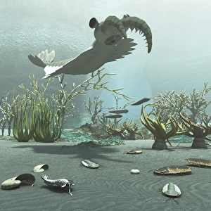 Animals and floral life from the Burgess Shale formation of the Cambrian period Animals and floral life from the Burgess Shale formation of the Cambrian period