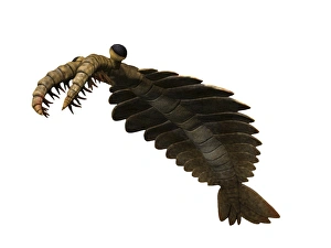 Anomalocaris is an arthropod from the Cambrian of Canada Anomalocaris is an arthropod from the Cambrian of Canada