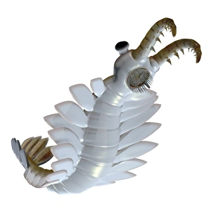 Anomalocaris from the Cambrian period of the Paleozoic Era Anomalocaris from the Cambrian period of the Paleozoic Era