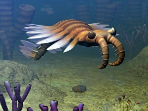 An Anomalocaris explores a Middle Cambrian age ocean floor An Anomalocaris explores a Middle Cambrian age ocean floor