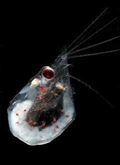 Antarctic krill (Euphausia superba), Southern Ocean, Antarctica Antarctic krill (Euphausia superba), Southern Ocean, Antarctica