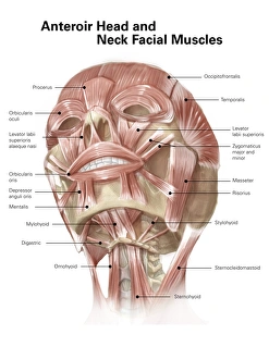 Anterior neck and facial muscles of the human head (with labels) Anterior neck and facial muscles of the human head (with labels)