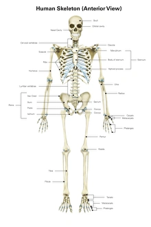 Anterior view of human skeletal system, with labels Anterior view of human skeletal system, with labels