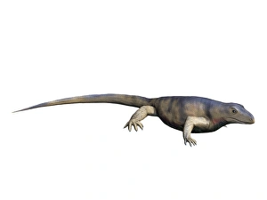 Archaeothyris is a synapsid from the Late Carboniferous Period of Canada Archaeothyris is a synapsid from the Late Carboniferous Period of Canada