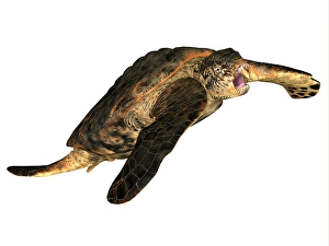 Cretaceous Period Creatures Prints: Archelon prehistoric turtle