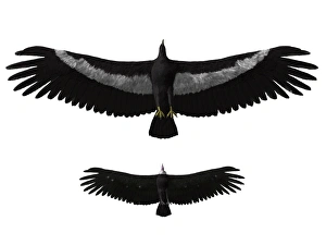 Argentavis magnificens compared to an American condor Argentavis magnificens compared to an American condor