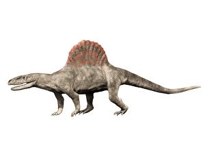 Prehistoric Predator Prints: Arizonasaurus babbiti dinosaur, white background