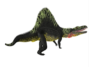 Theropod Dinosaur Species Prints: Arizonasaurus dinosaur, side profile