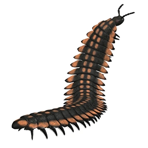Arthropleura invertebrate on white background Arthropleura invertebrate on white background