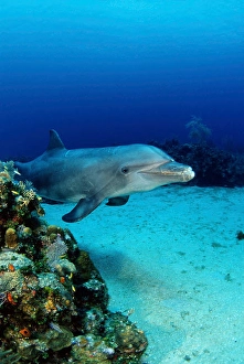 Tursiops Truncatus Species Prints: An Atlantic bottlenose dolphin