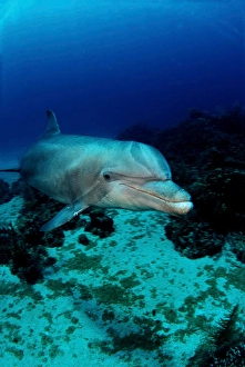 Tursiops Truncatus Species Prints: An Atlantic bottlenose dolphin